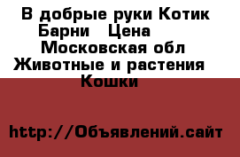 В добрые руки.Котик Барни › Цена ­ 10 - Московская обл. Животные и растения » Кошки   
